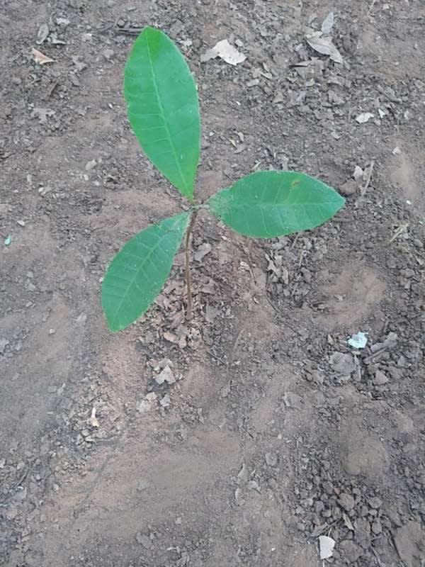 tree image