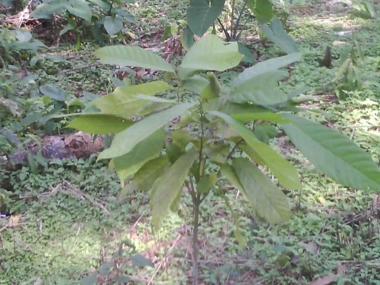 tree image