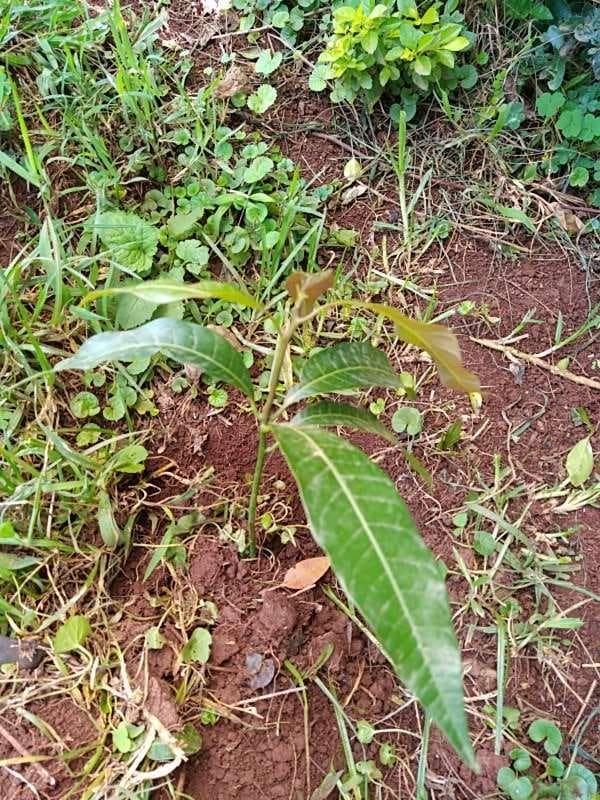 tree image