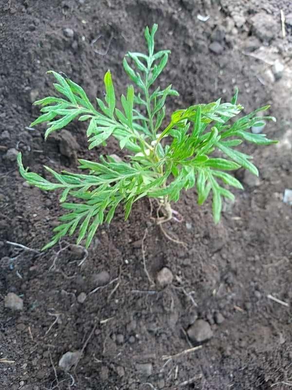 tree image