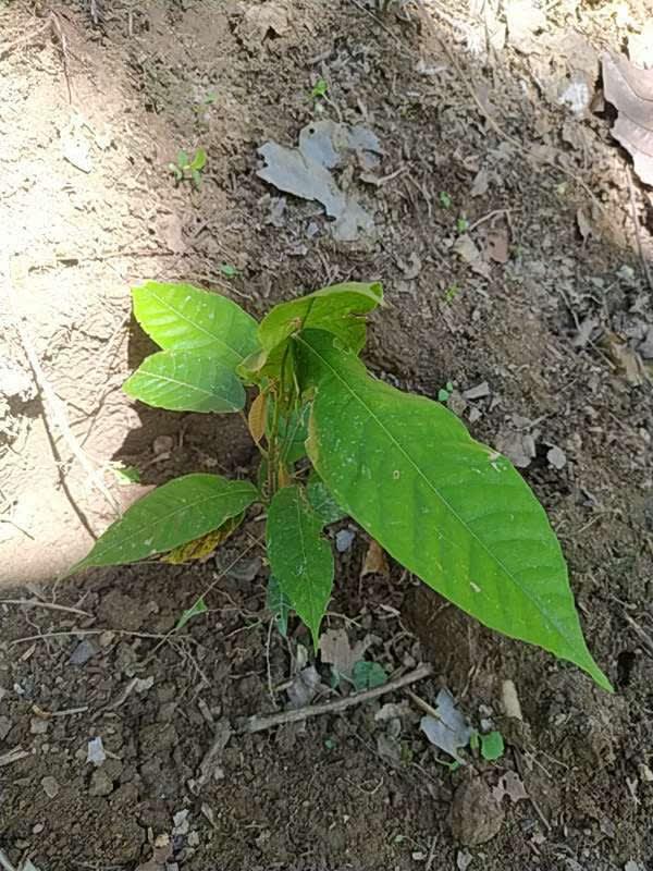 tree image