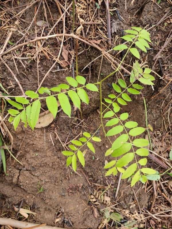 tree image