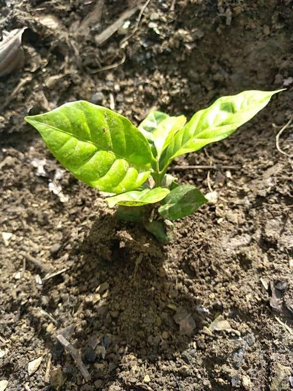 tree image