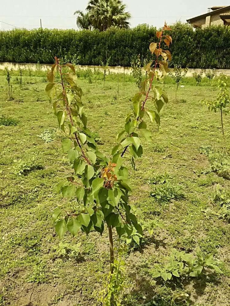 tree image