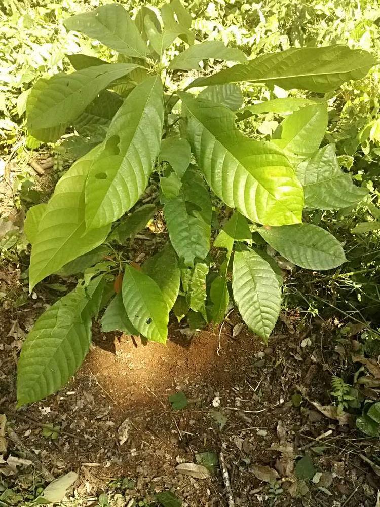 tree image