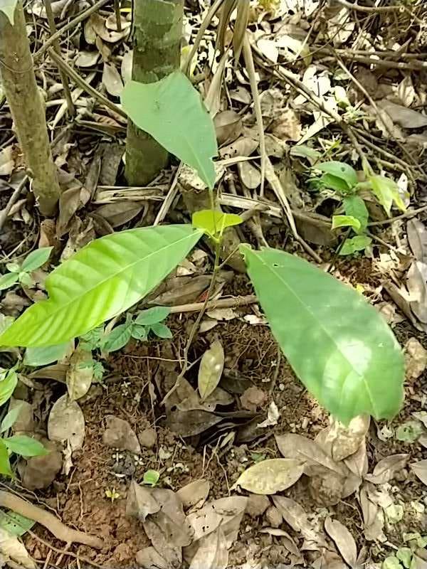 tree image