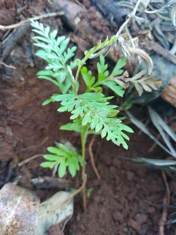 tree image