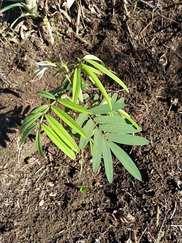 tree image