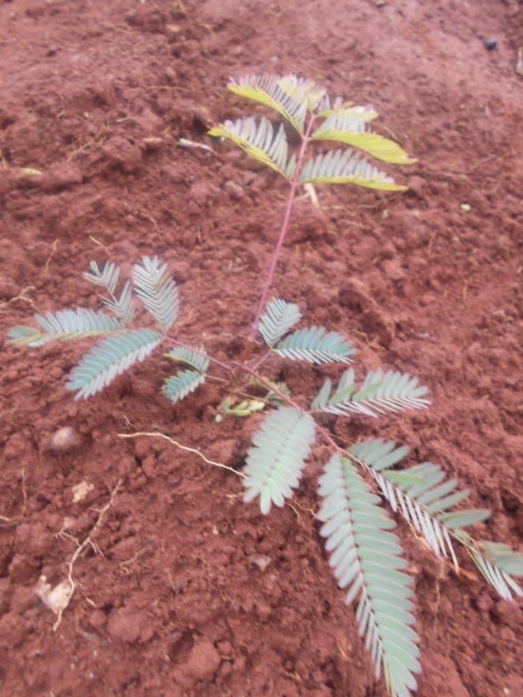 tree image