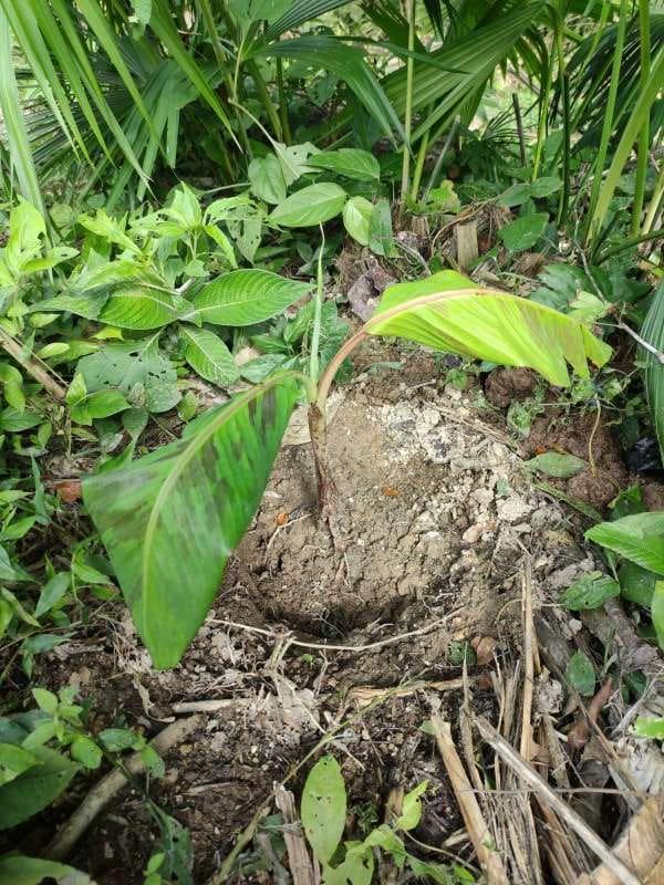 tree image