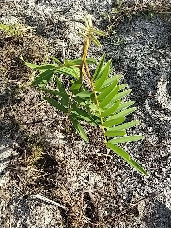tree image