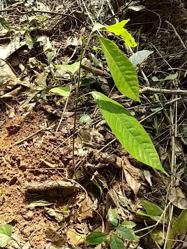 tree image