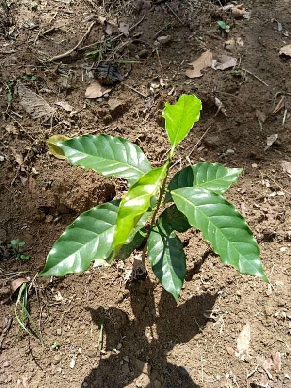 tree image