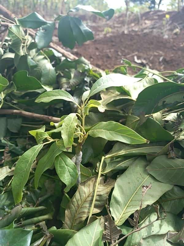 tree image
