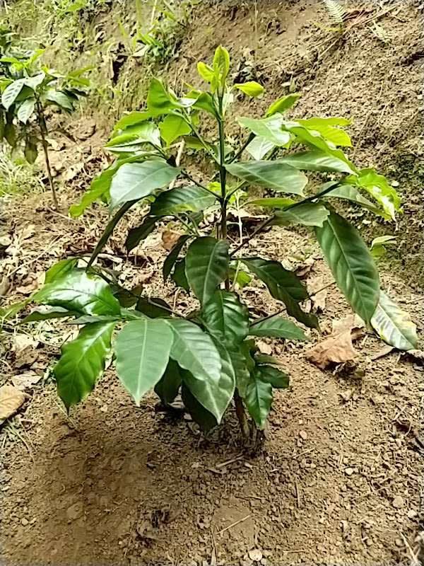 tree image