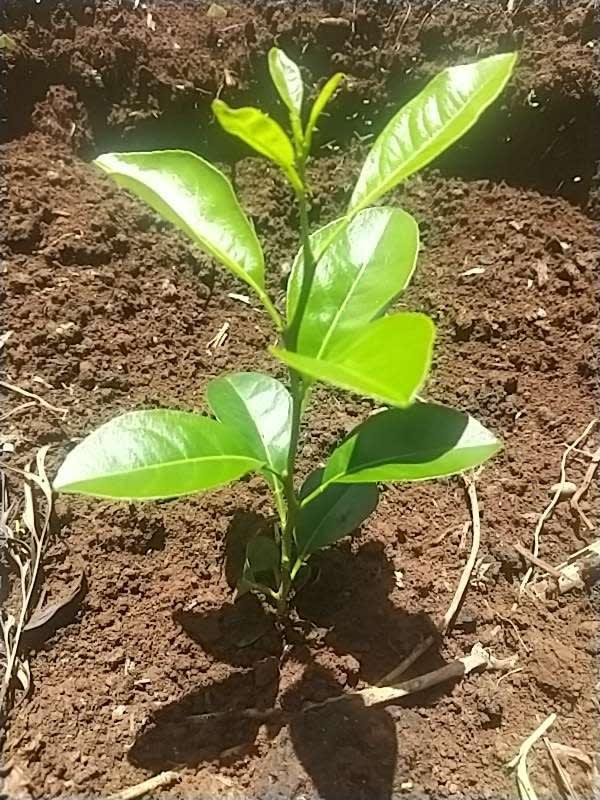 tree image