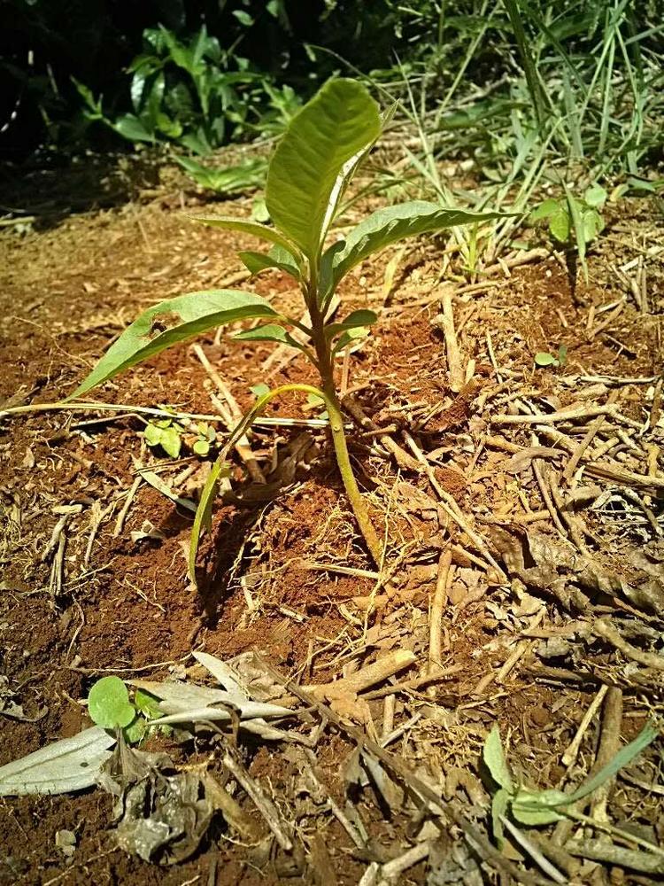 tree image