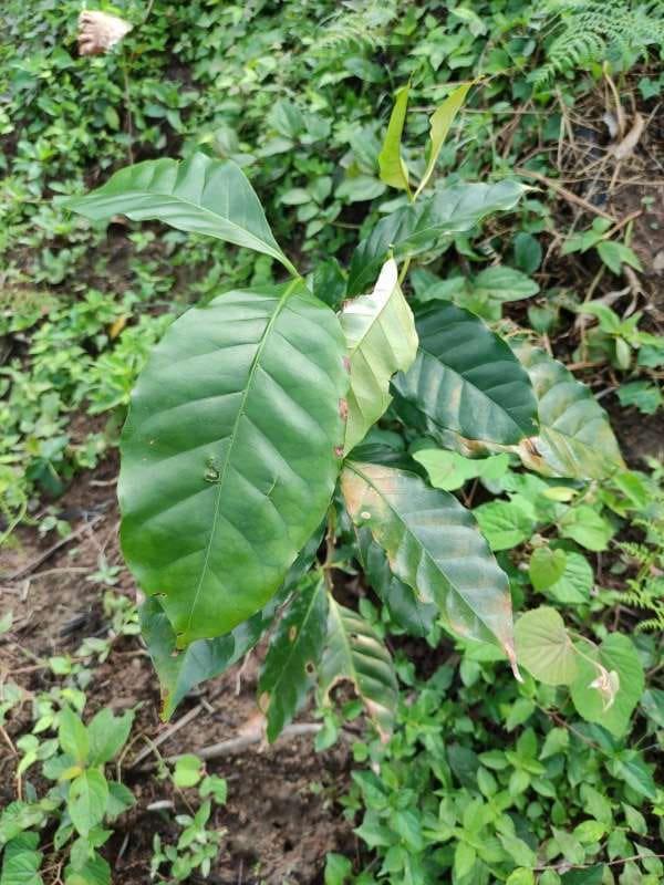 tree image