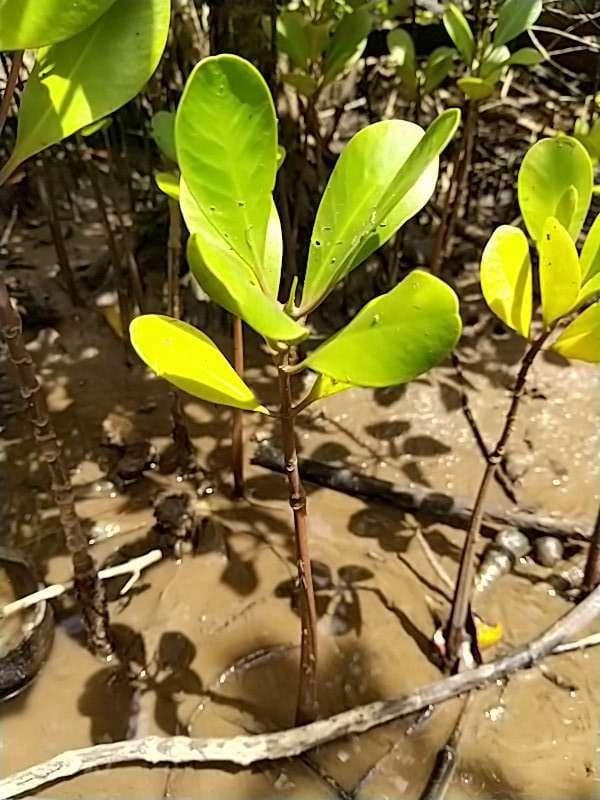 tree image