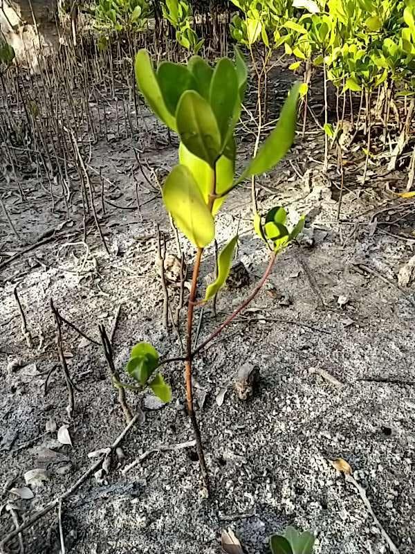 tree image