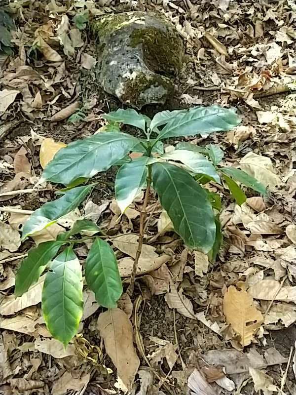 tree image
