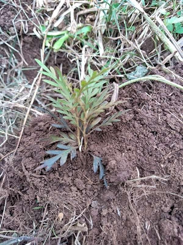 tree image