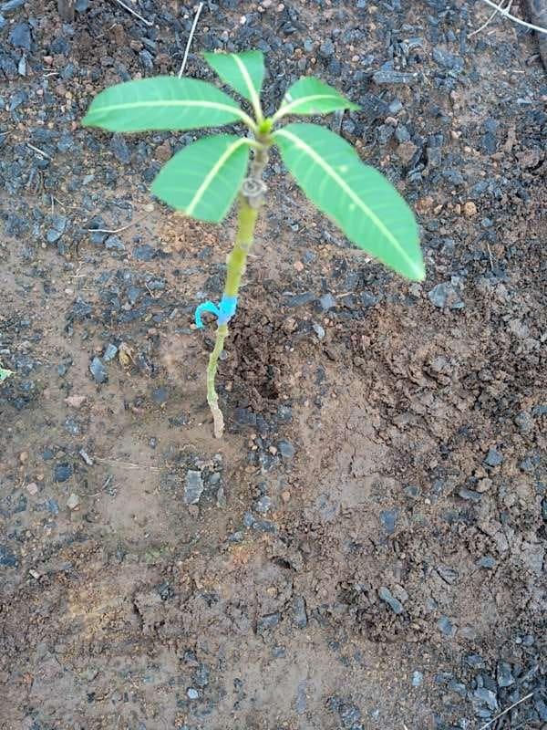 tree image
