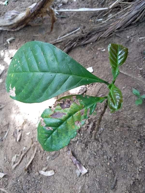 tree image