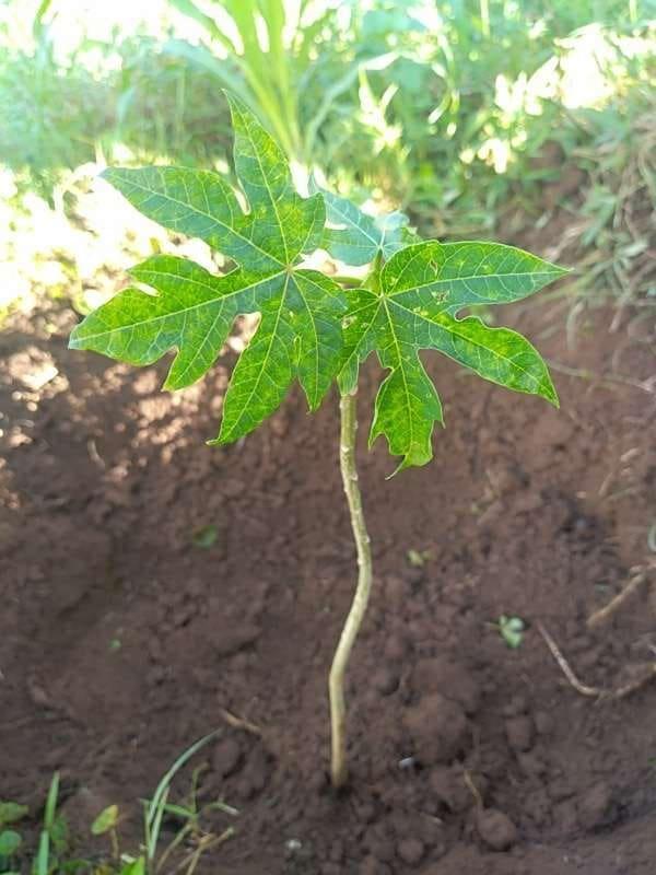 tree image