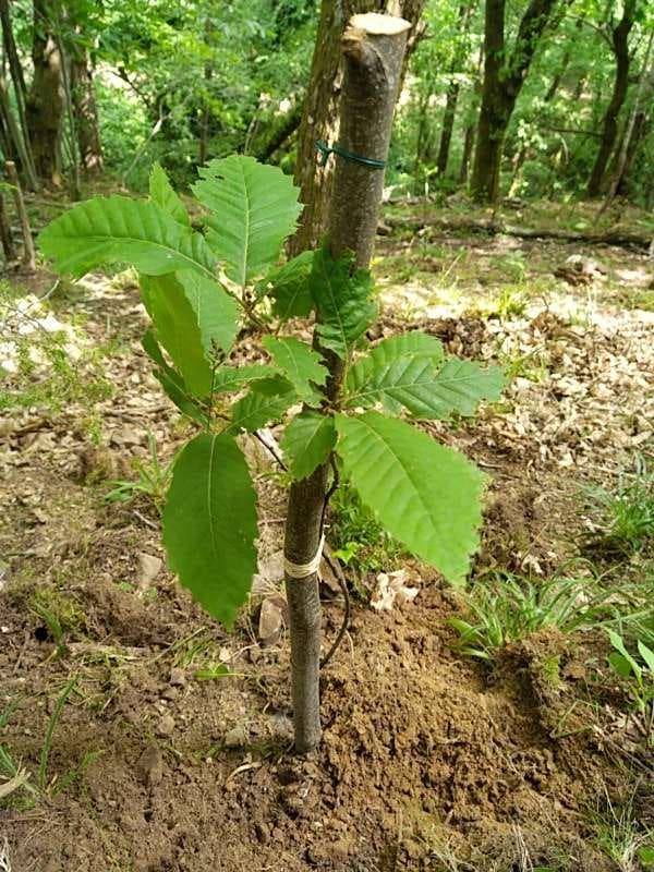 tree image