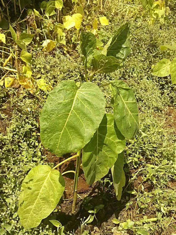 tree image