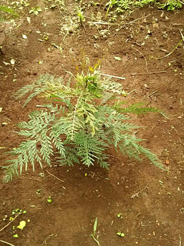 tree image