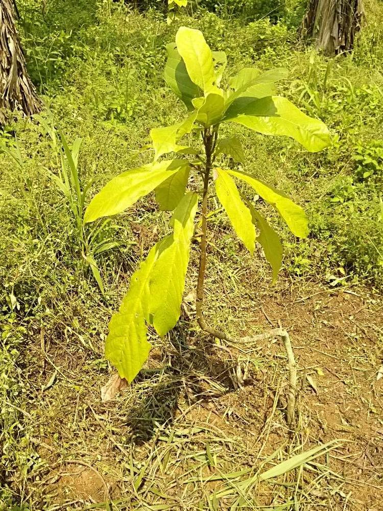 tree image