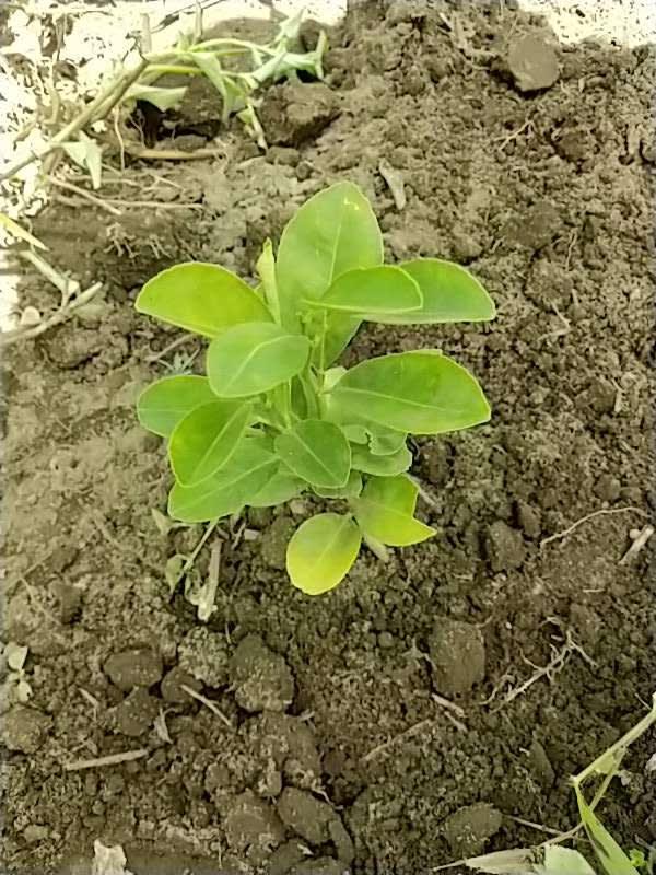 tree image