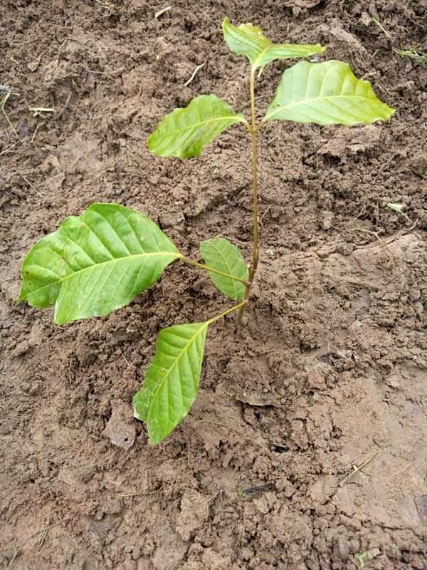tree image
