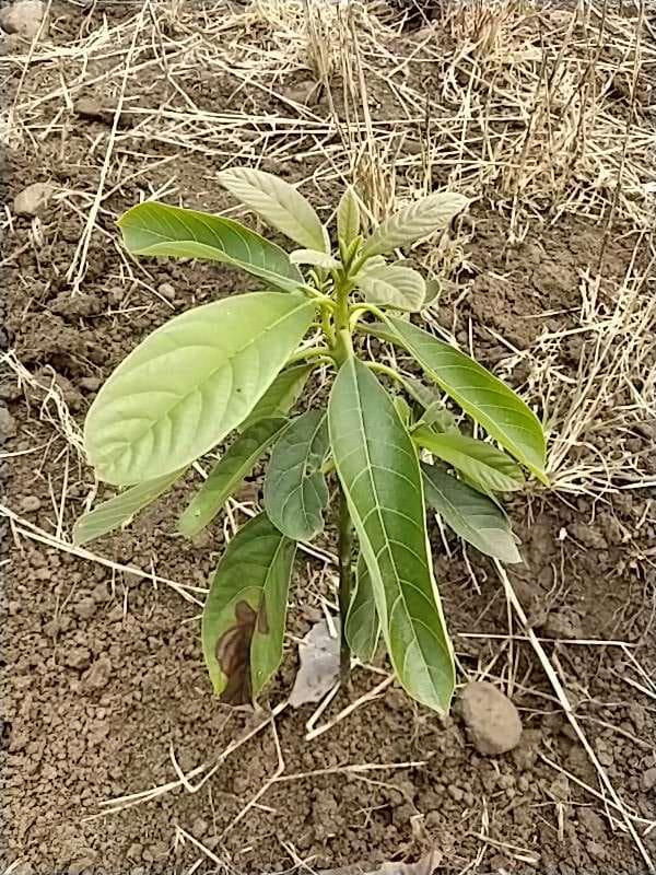 tree image