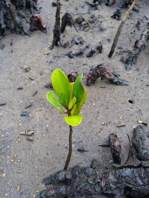 tree image
