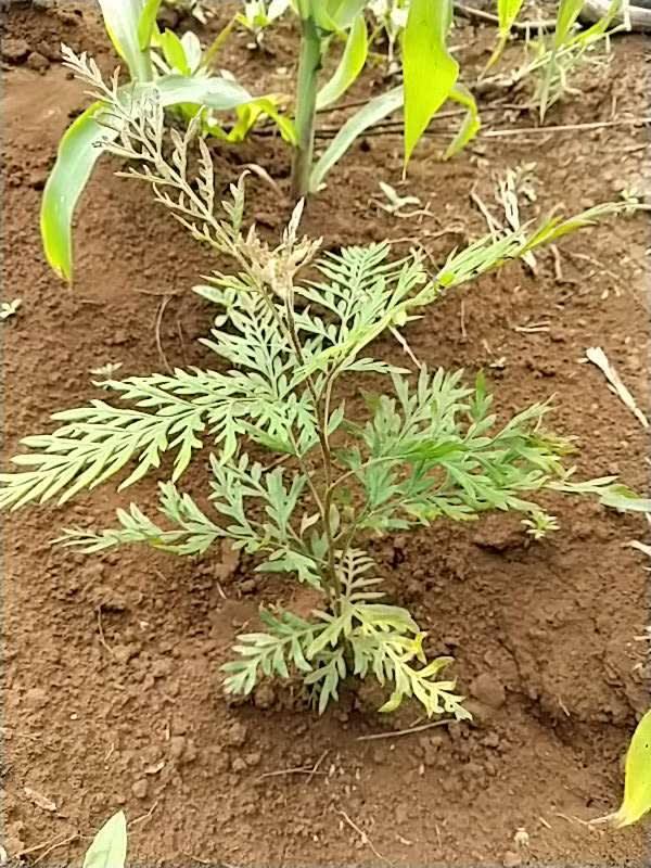 tree image