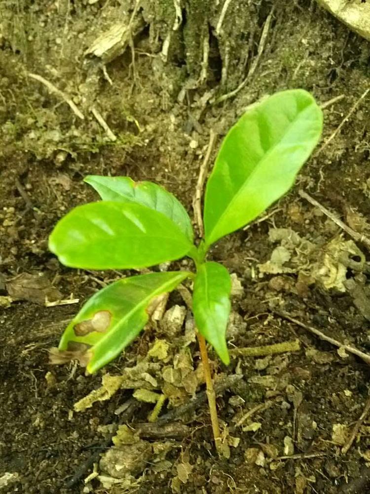 tree image