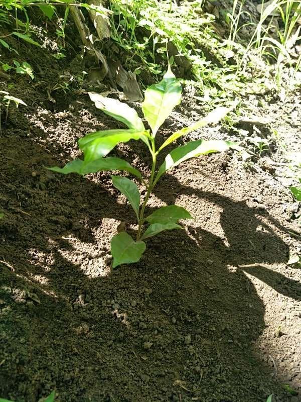 tree image