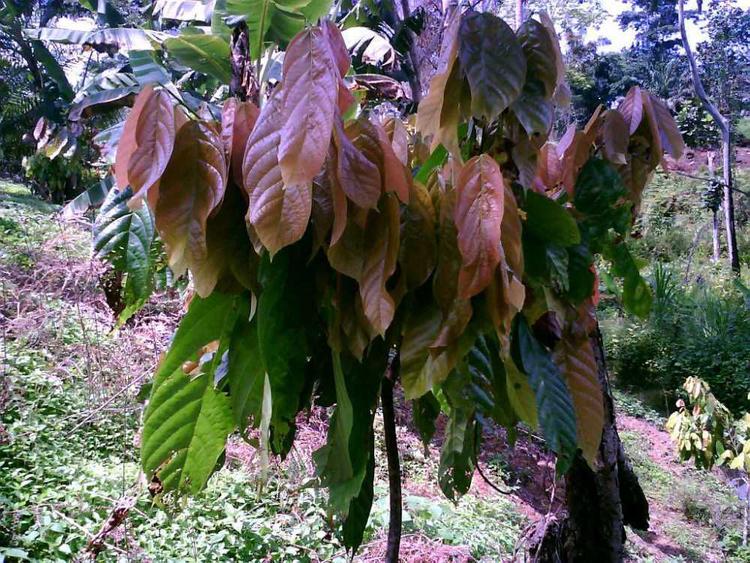 tree image