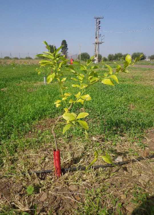 tree image