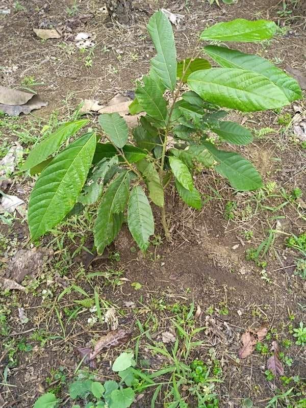tree image