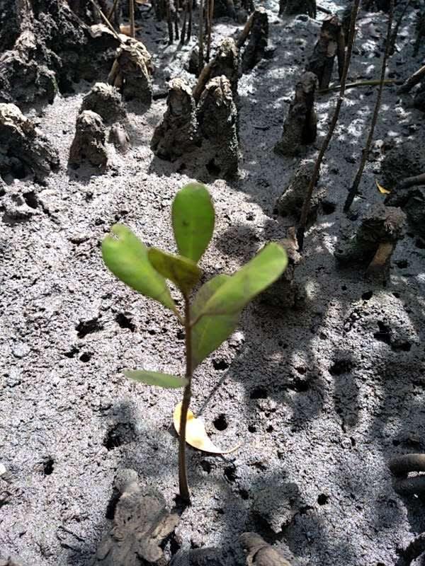 tree image