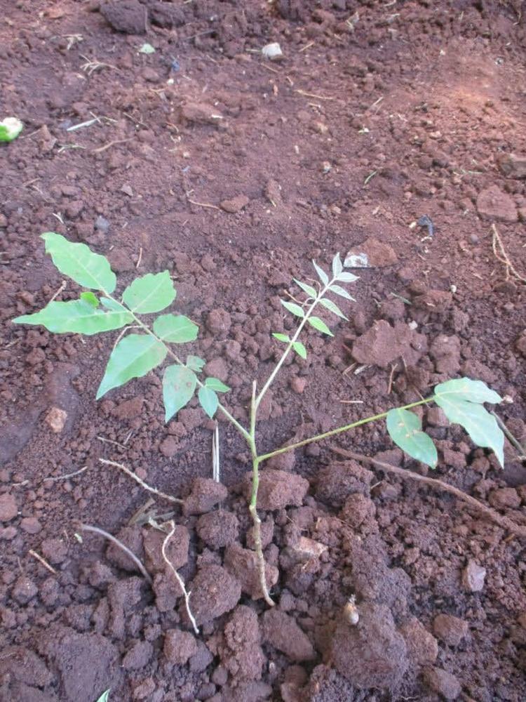 tree image