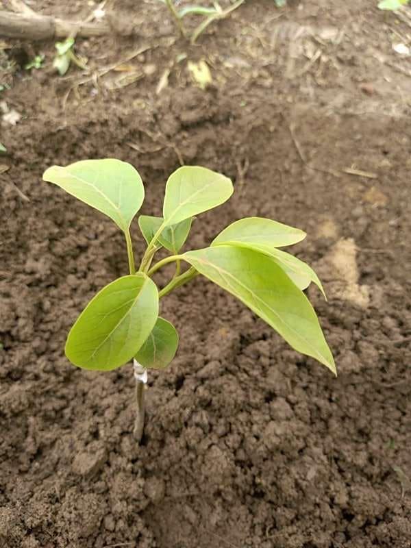 tree image