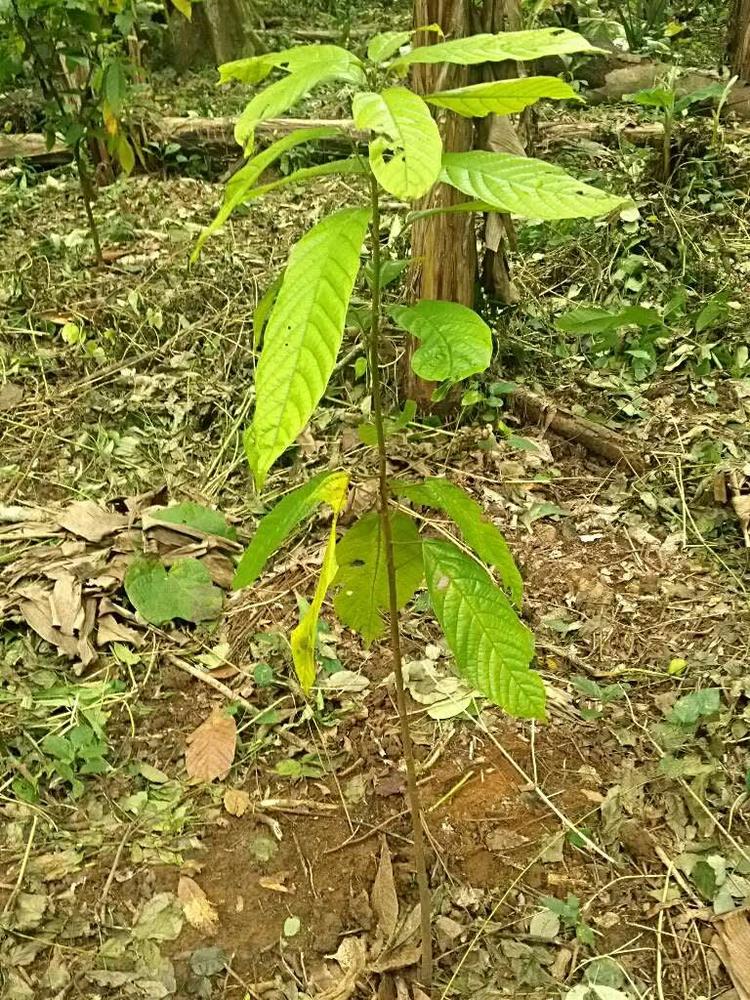tree image
