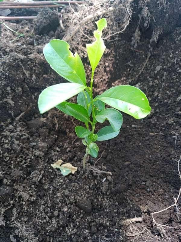 tree image