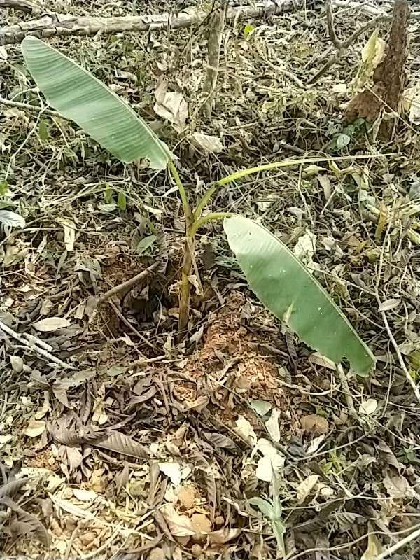 tree image