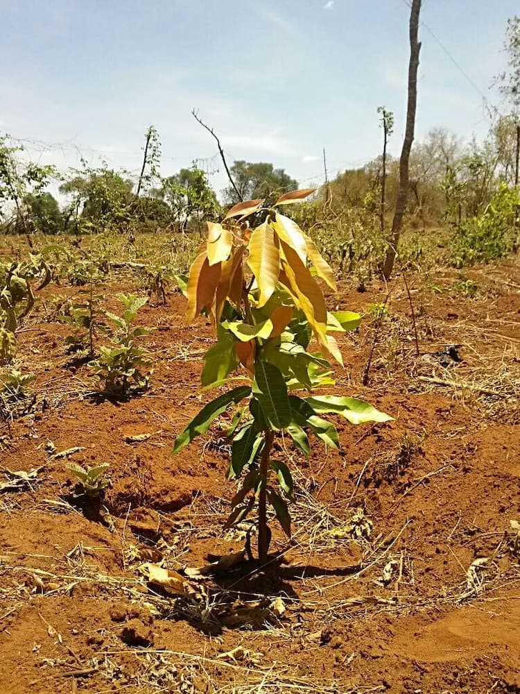 tree image